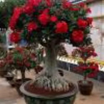 adenium plant (32)-7330379-85396.webp
